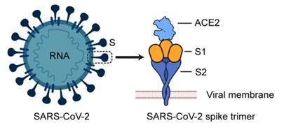 新冠中和抗体如何检测？一文带你看遍新方法