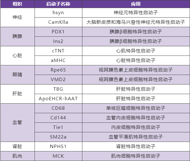 影响rAAV实现体内基因操作实验结果的关键