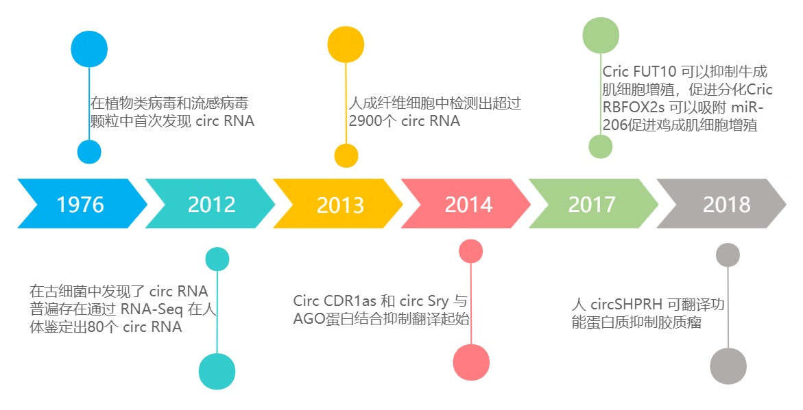 助力核酸药物开发“黑马”—环状RNA