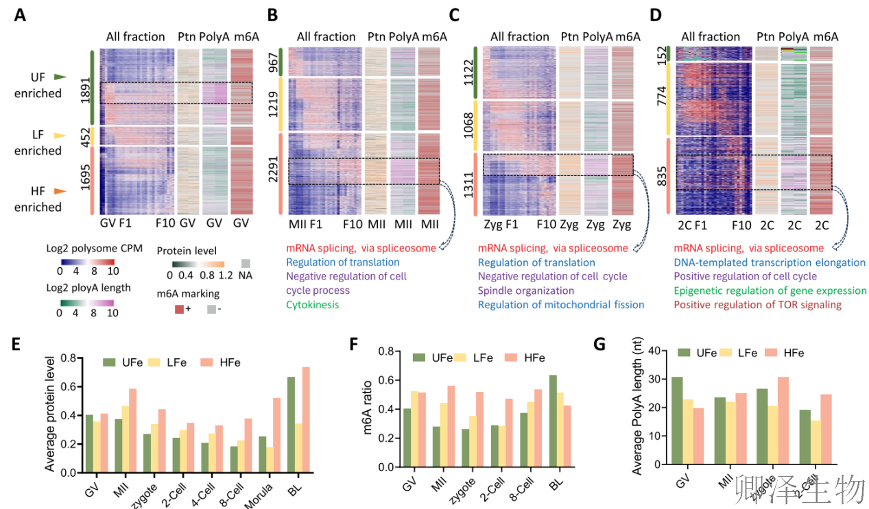 【翻译图谱】 | 解码生命最初48小时：科学家首次绘制小鼠胚胎发育翻译组高清图谱