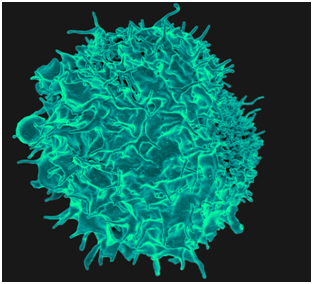 人体免疫系统可能还有另一种新功能---对抗抑郁症