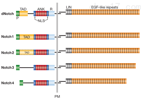 Notch通路|细胞命运的幕后“操控者”