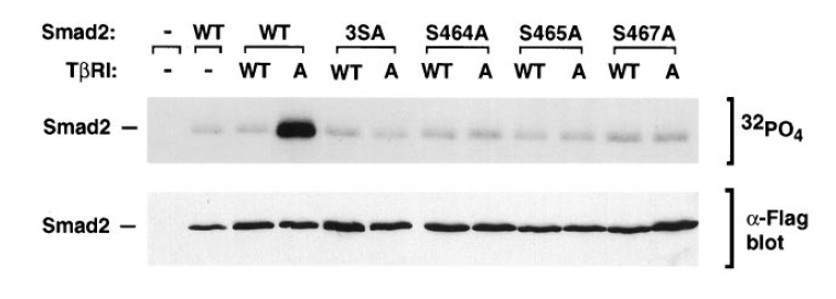 特殊细胞试验对培养基的要求