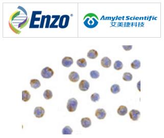 Enzo Life Sciences 艾美捷LAMP2多克隆抗体说明书 Enzo Life Sciences 艾美捷LAMP2多克隆抗体说明书