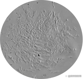 如何正确查看细胞状态？