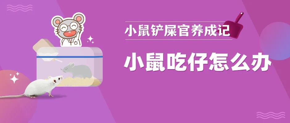 天惹噜，我的小鼠居然把自己的娃给吃了