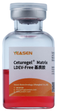 Ceturegel®基质胶应用——基质胶塞实验（plug assay）