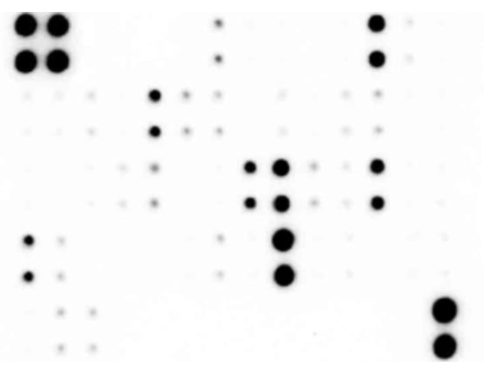 Assay Genie 大鼠神经发现阵列（19个靶点）