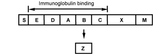 新品上市 | 翌圣生物Protein A ELISA Kit