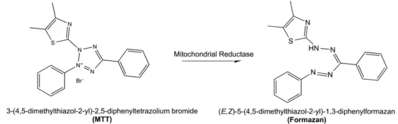 细胞杀伤功能及活性检测方法
