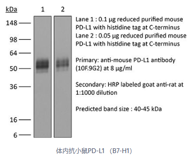 BP0101艾美捷体内加大抗小鼠 PD-L1(B7-H1)说明书
