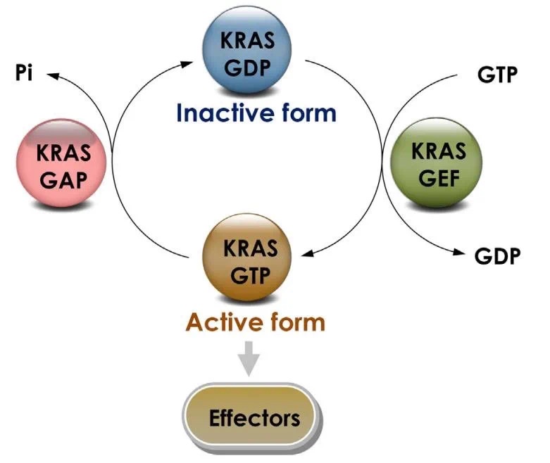 那，给大家介绍下优宁维KRAS药物研发相关产品线