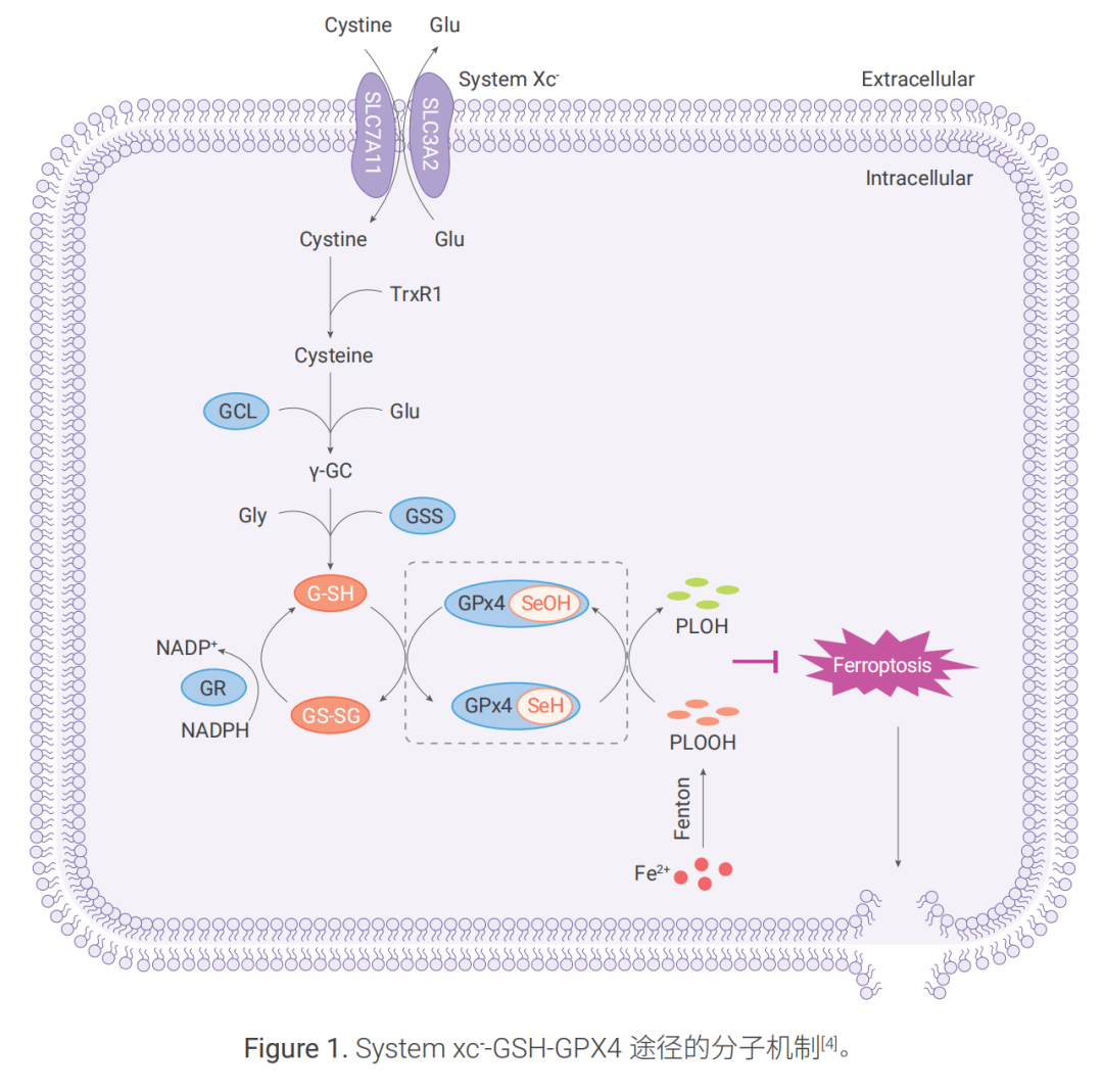 铁死亡机制全解析：五大核心通路与化合物库 | MCE