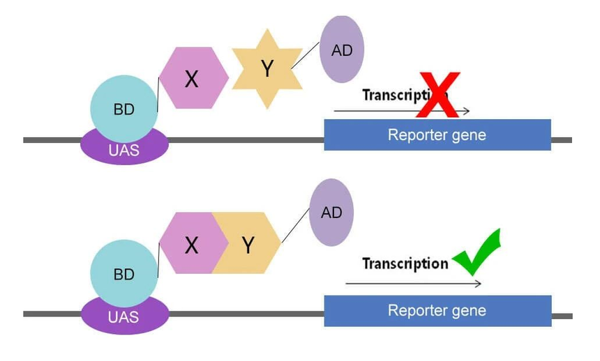 干货分享 | 研究「蛋白质相互作用」的方法，都整理好了！一次性帮你搞清楚......