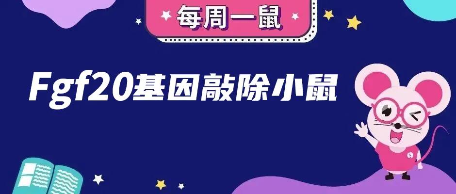 【每周一鼠】秃如其来的小鼠——Fgf20基因敲除小鼠