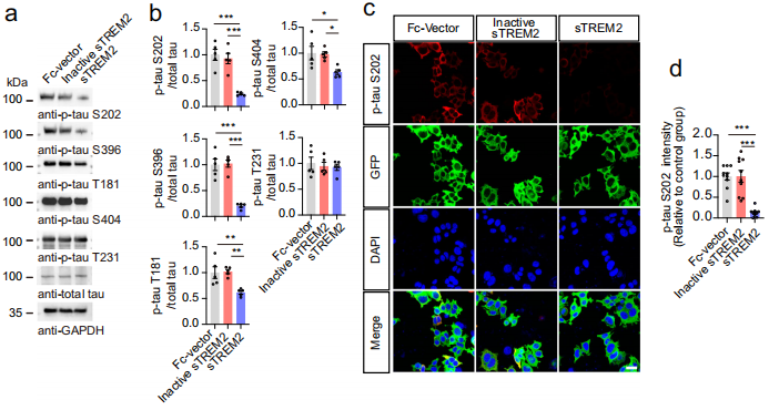 文献解读 | sTREM2有望改善AD患者的tau磷酸化和认知障碍