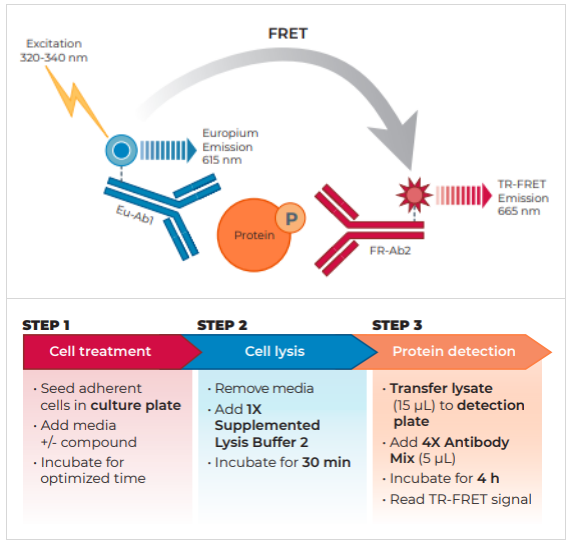 BioAuxilium/THUNDER磷酸-4EBP1(T37/T46)TR-FRET细胞信号检测试剂盒，尝鲜价来袭