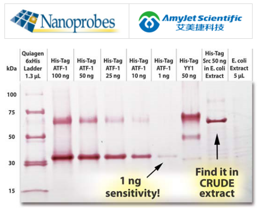 Nanoprobe艾美捷Goldiblot（用于蛋白杂交）