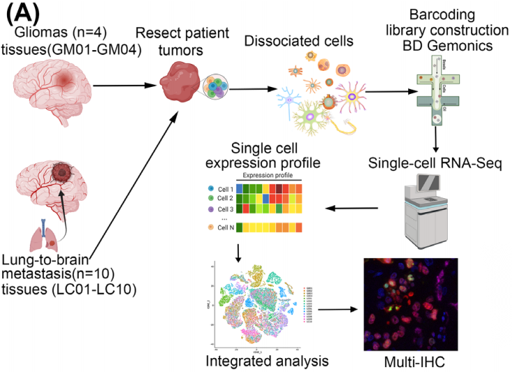 BD单细胞测序联合Absin多色，共同探索脑部肿瘤微环境