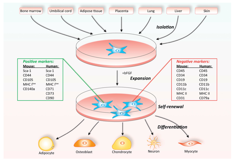 听说你们家干细胞技术很厉害，帮我指导成骨诱导分化啊