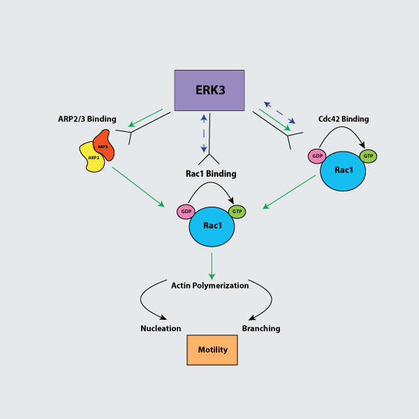 ERK3/MAPK6信号通路 决定小G蛋白 CDC42/RAC1 的活性和 ARP2/3 依赖性肌动蛋白的聚合