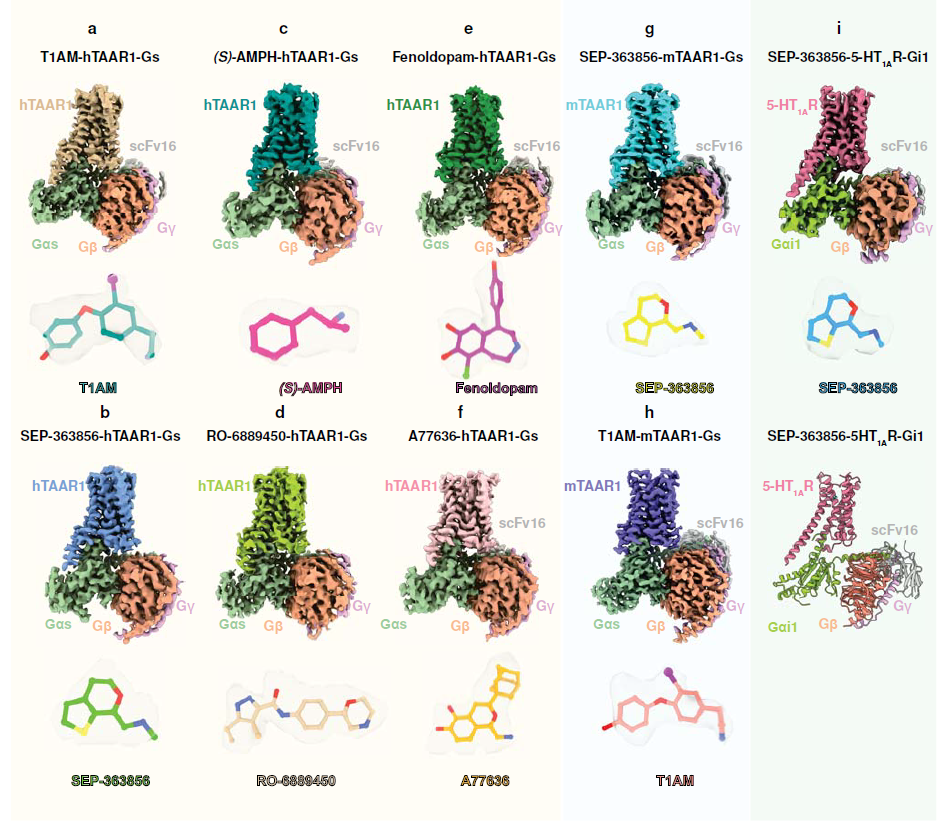 恭贺我司客户两篇Nature背靠背!揭秘TAAR1在药物成瘾和精神类疾病治疗中的巨大潜力!