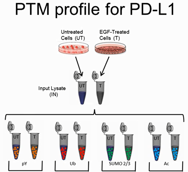Cytoskeleton试剂盒