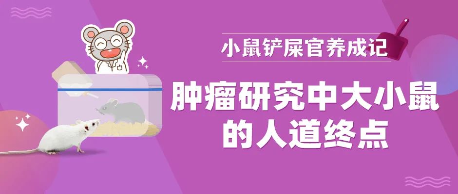关注动物福利：大小鼠的人道终点in肿瘤研究项目