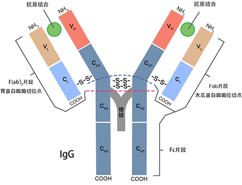 怎样挑选适当的一抗和二抗？