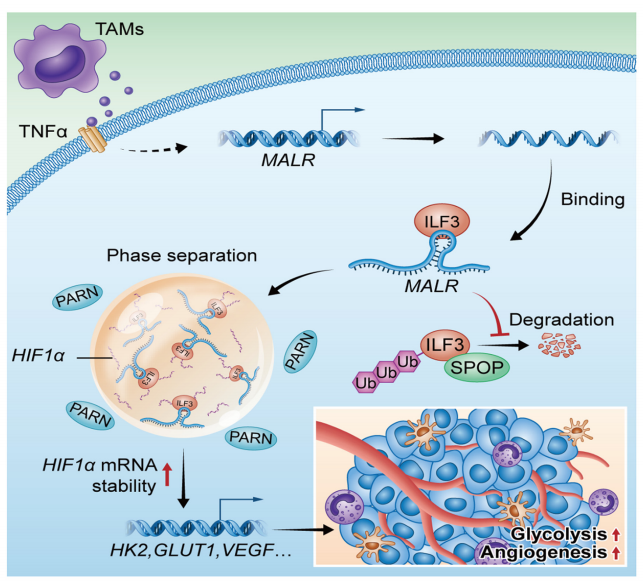 【客户文献解读，IF＞11】食管癌的"隐形推手"：MALR-ILF3-HIF1a轴的强大作用