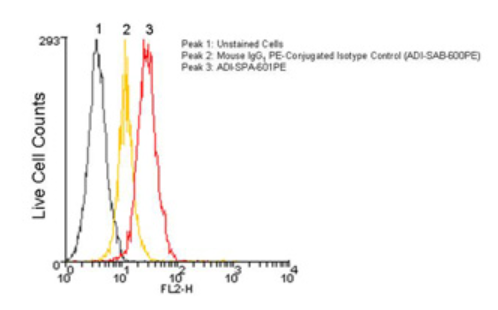 钙网蛋白（CRT）单克隆抗体（ADI-SPA-601PE-D）方案   