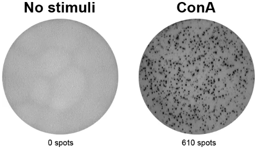 ELISpot Plus：小鼠IL- 2（ALP），品质试剂低价抢