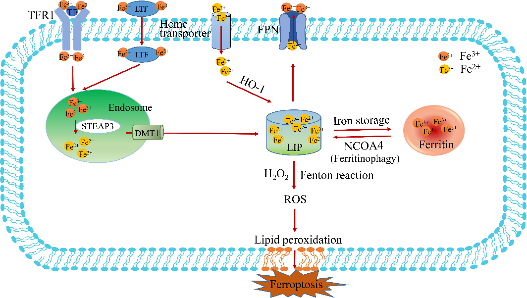 Elabscience铁死亡上新 | 国内首家细胞亚铁离子荧光法测试盒