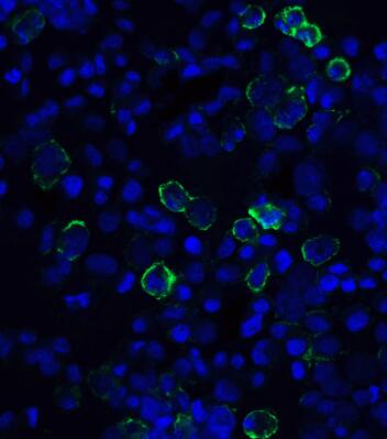 ProSci PD-L1单域抗体简介 ProSci PD-L1单域抗体简介