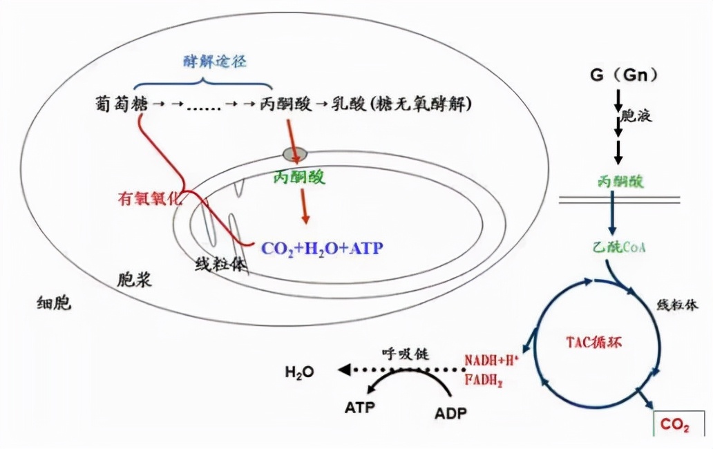细胞培养注意事项~培养基