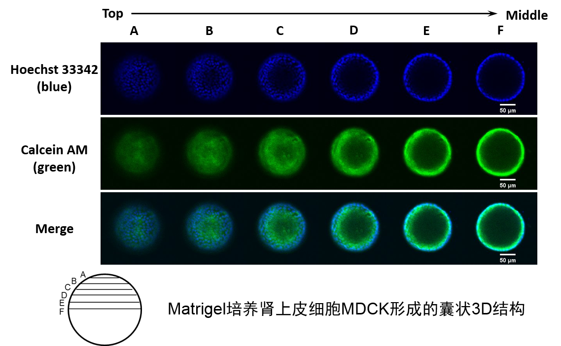 Matrigel体外3D细胞培养操作流程