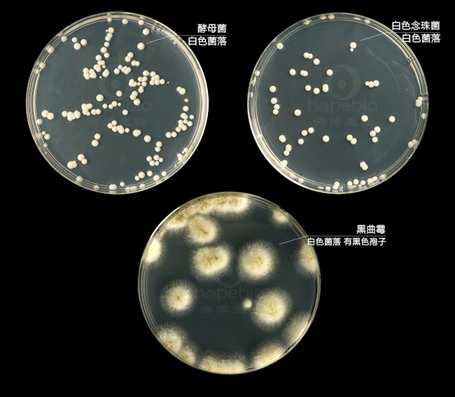 酵母粉葡萄糖氯霉素琼脂培养基原理和使用方法