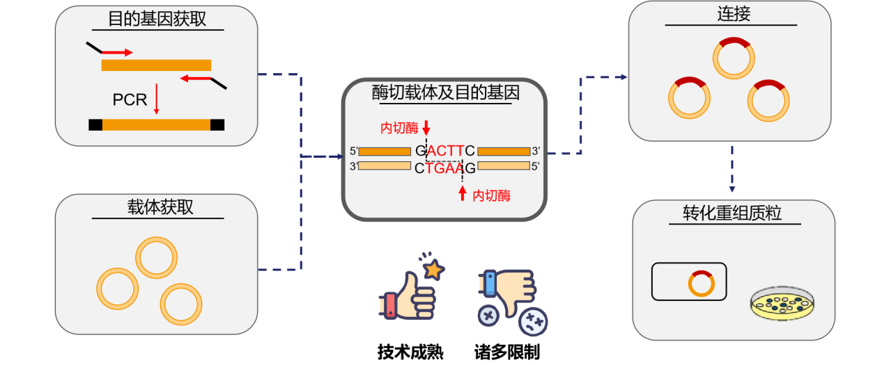 干货分享 | 分子克隆从载体到筛选全解析