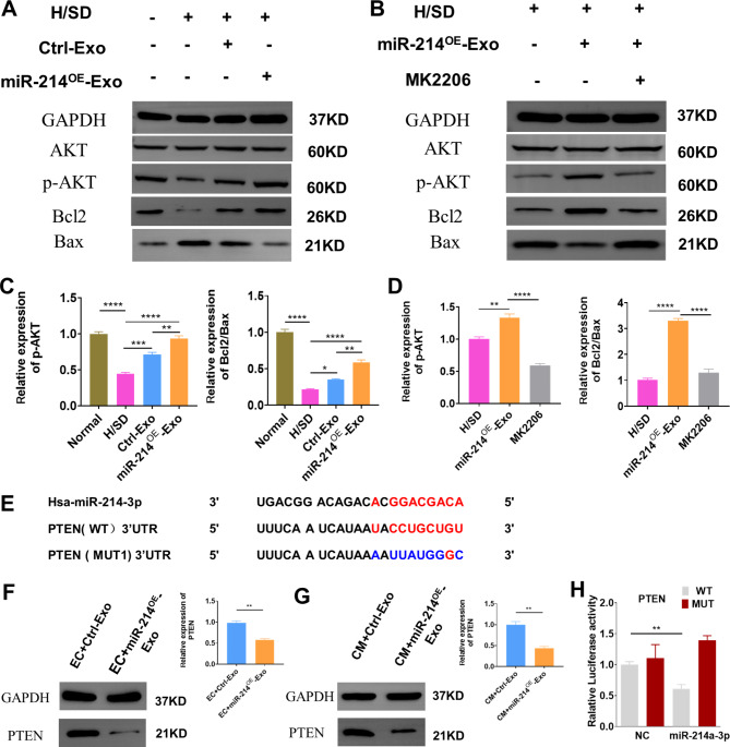 外泌体技术服务