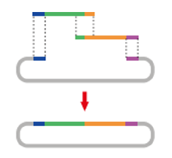 实验干货 | 分子克隆实验——无缝克隆