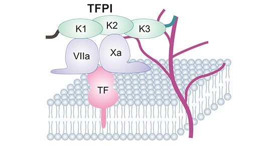 TFPI：天然抗凝血因子，血友病疗法的新选择！