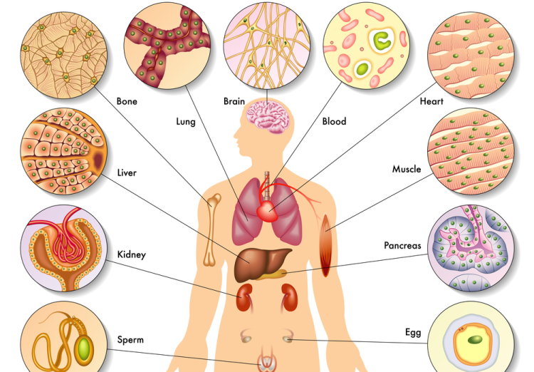 科学培养指南—类器官