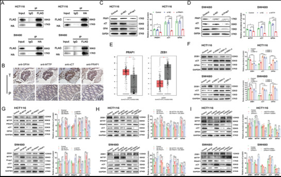 铁死亡 外泌体.png