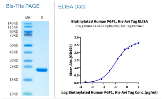 生物素化人类FGF1蛋白，全品类优惠来袭