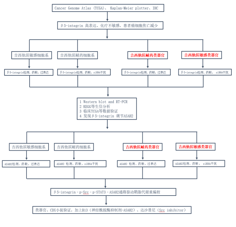 类器官怎么玩转肿瘤信号通路研究？