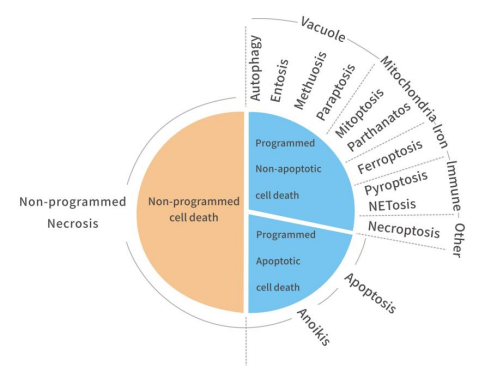 细胞死亡&细胞功能：细胞死亡总介绍