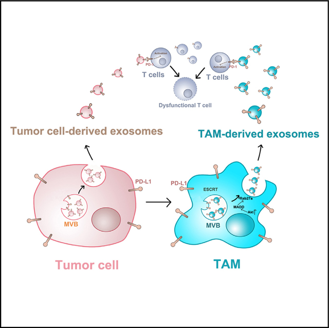 外泌体技术服务