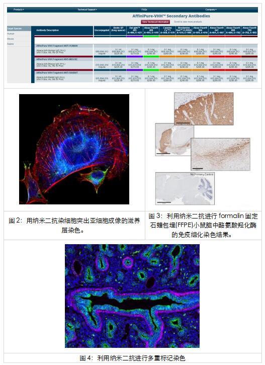 艾美捷Jackson纳米二抗(Nano Secondary Antibodies)方案 艾美捷Jackson纳米二抗(Nano Secondary Antibodies)方案