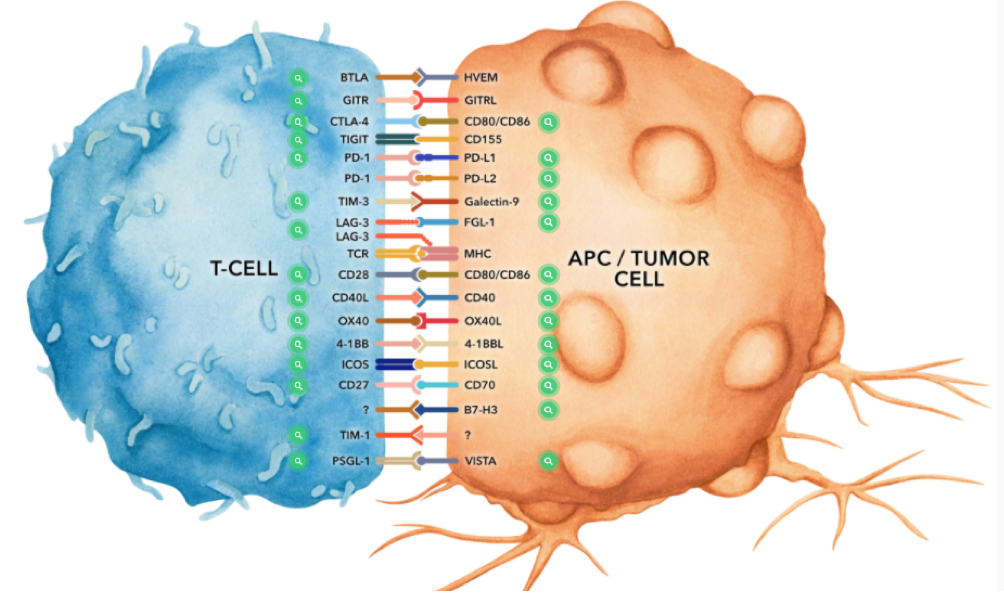 BioXcell畅销的免疫检查点抗体
