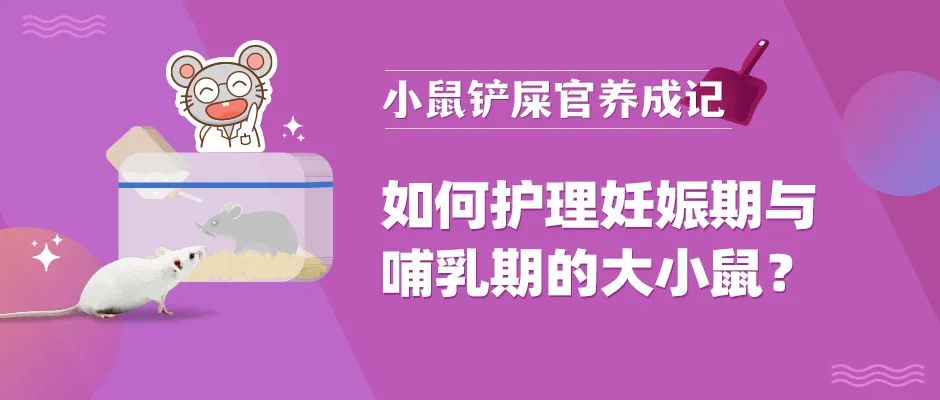 如何护理妊娠期与哺乳期的大小鼠
